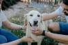 photo-chien-famille-labrador-4